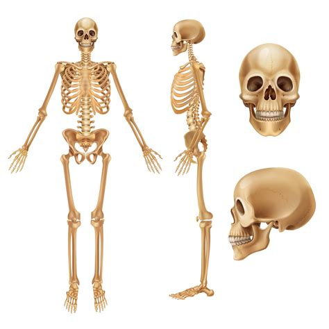 Skeletal system .